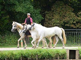 Ecuries des Terres du Nord Marche-en-Famenne