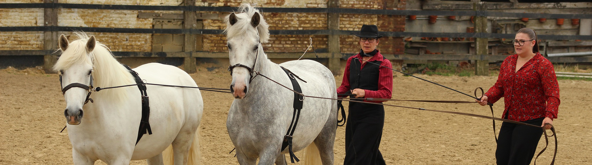 clicker training Sinsin