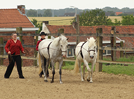 Tarif coaching et clicker training Sinsin