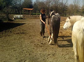 débourrage cheval Marche-en-Famenne