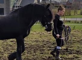 Débourrage cheval Ciney