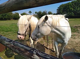 cours de travail à pied - cheval liberté Ciney