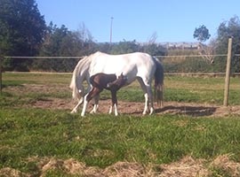 cours de travail à pied - cheval liberté Marche-en-Famenne