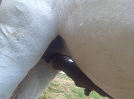 cours de travail à pied - cheval liberté somme-leuze