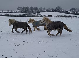 Pension équestre, pour chevaux et poneys Ciney