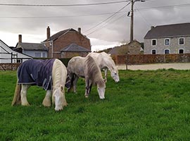 Pension équestre, pour chevaux et poneys somme-leuze