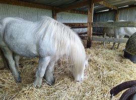 Pension équestre, pour chevaux et poneys sinsin