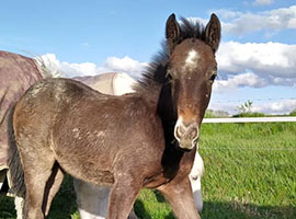 Largo du Nord, Elevage des Terres du Nord