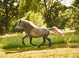 Irka du Nord, Elevage des Terres du Nord