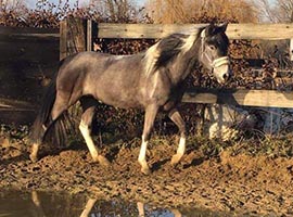 Isatis du Nord, Elevage des Terres du Nord