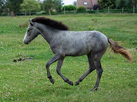 June du Nord, Elevage des Terres du Nord