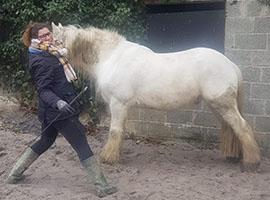 cours de travail à pied - cheval liberté sinsin