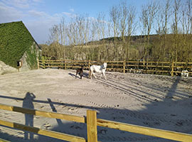 salon toilettage sinsin