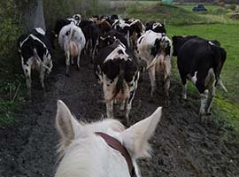 tri de bétail Ciney